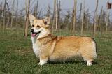CORGI PEMBROKE 905